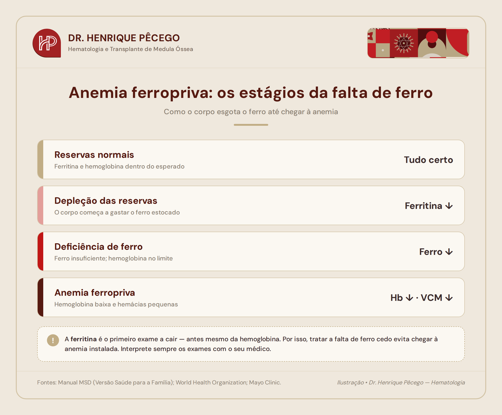 Anemia ferropriva: os estágios da deficiência de ferro, das reservas normais até a anemia instalada