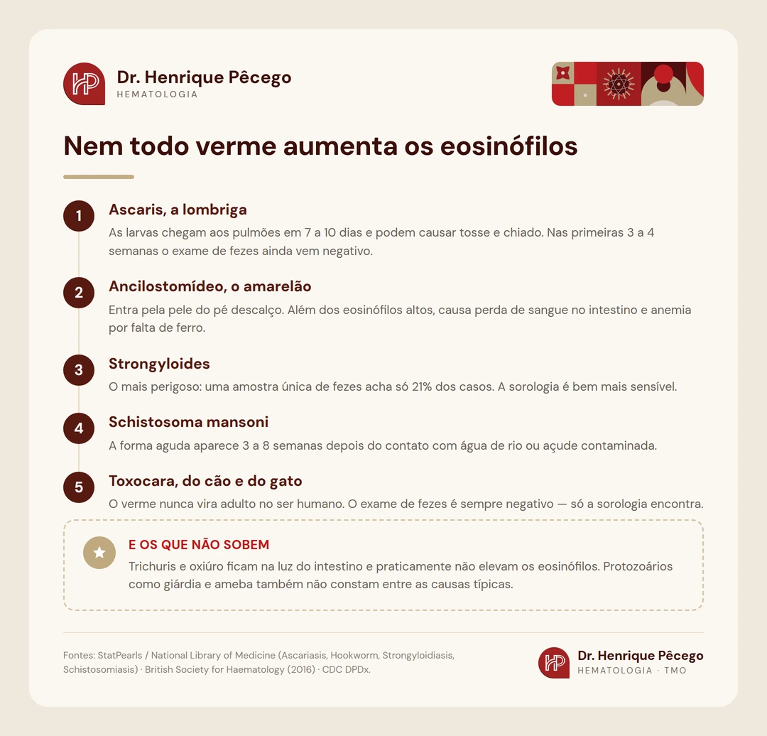 Infografico com os vermes que causam eosinofilos altos e os que nao causam
