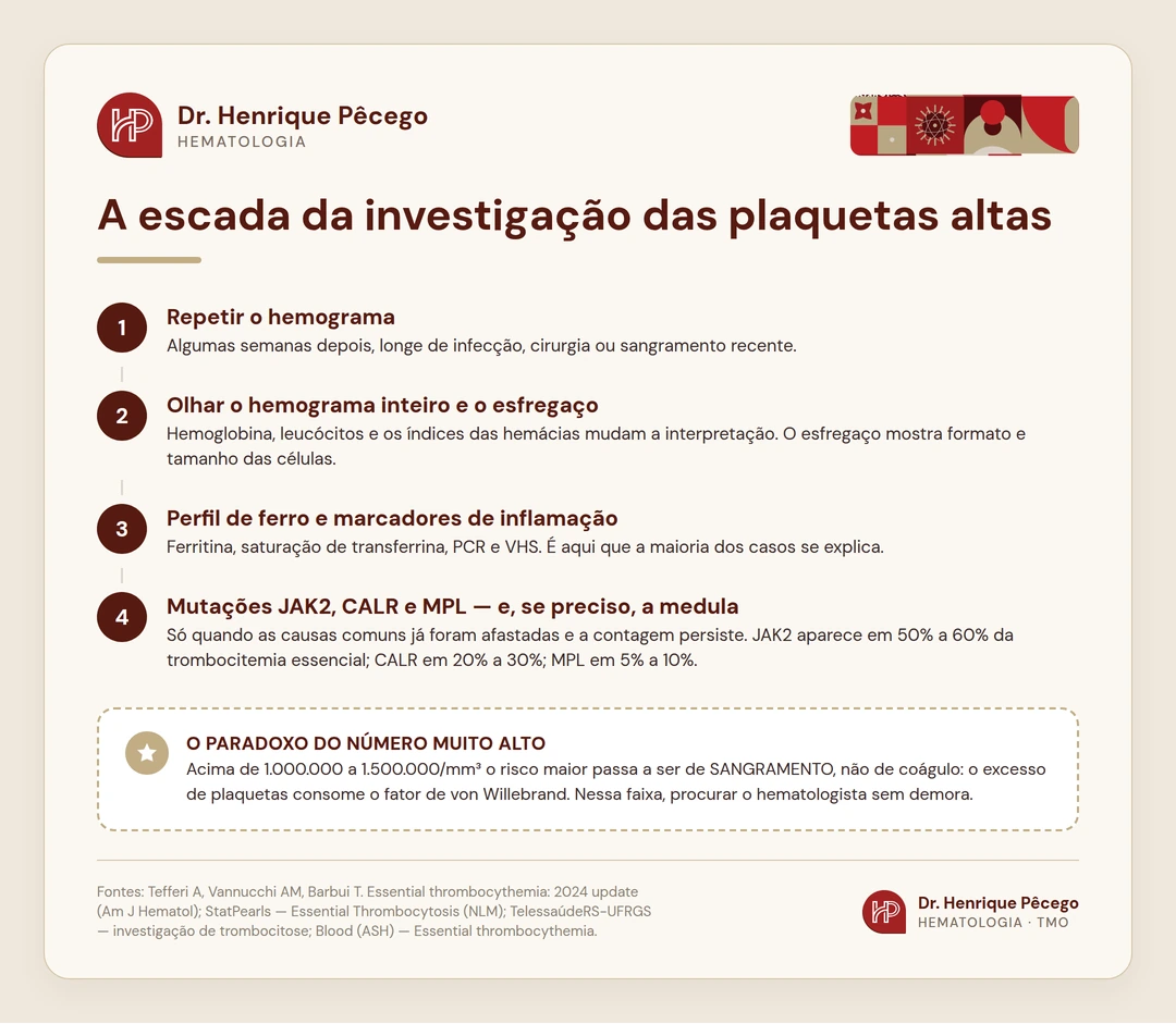 Infográfico com os quatro passos da investigação das plaquetas altas: repetir o hemograma, olhar o exame inteiro e o esfregaço, perfil de ferro e marcadores de inflamação, e por fim as mutações JAK2, CALR e MPL