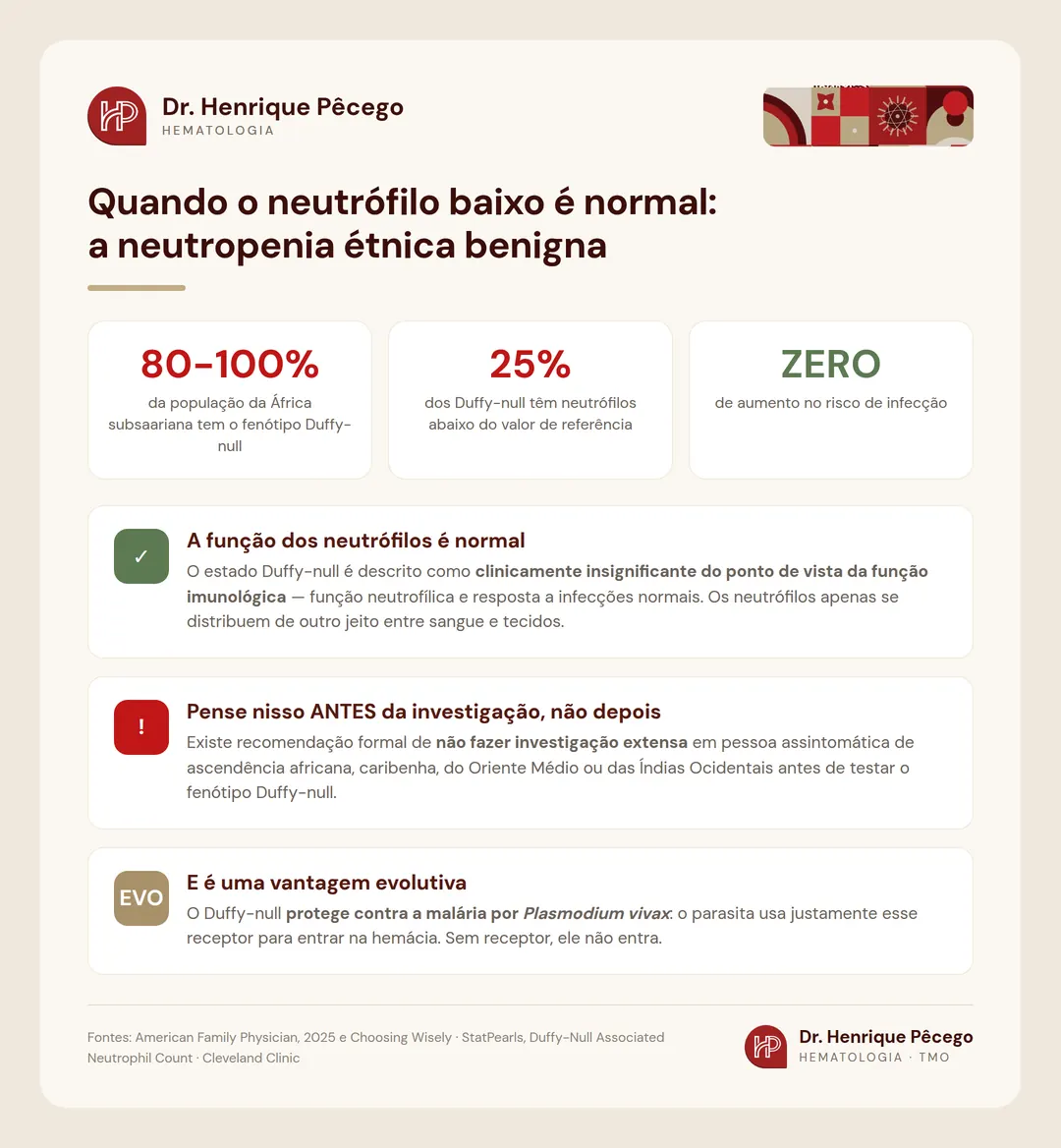 Neutropenia étnica benigna e o fenótipo Duffy-null: presente em 80 a 100% da população da África subsaariana e sem aumento do risco de infecção