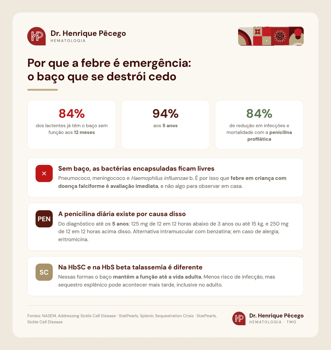 Infográfico mostrando que 84 por cento dos lactentes já têm o baço sem função aos 12 meses e 94 por cento aos 5 anos, e por que a penicilina profilática existe