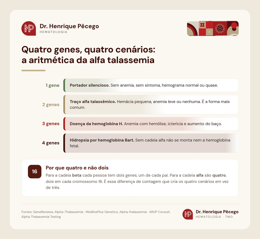 Escala dos quatro cenários da alfa talassemia conforme o número de genes alterados: portador silencioso, traço, doença da hemoglobina H e hidropsia por hemoglobina Bart